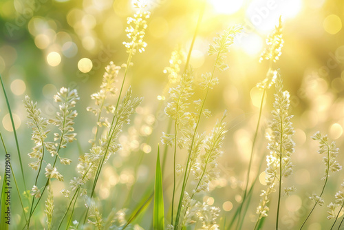 Siver grass field   sunshine   tenderness   expression abstract background