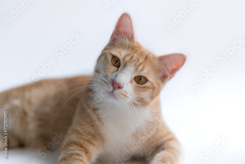 The cats look very cute