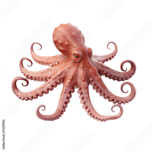 Marine Elegance: Realistic Red Octopus