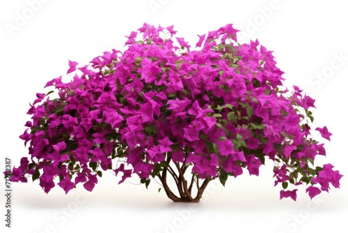 Purple Bougainvillea a large flowering shrub isolated on white background photo