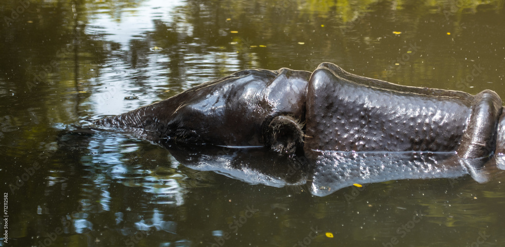Fototapeta premium hippo in the water