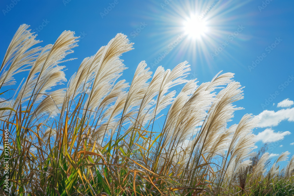 Landscape photography pampas grass shining in the sun , autumn-like sky , picnic weather , feeling of excitement. Landscape photography pampas grass shining in the sun , autumn-like sky , picnic weather , feeling of excitement.