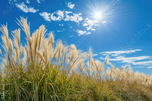 Landscape photography pampas grass shining in the sun   autumn-like sky   picnic weather   feeling of excitement.