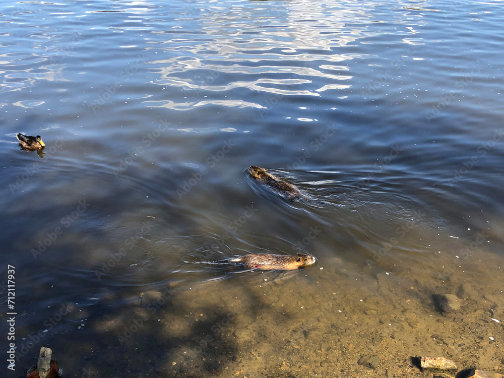 Two nutria swimming in the river Two nutria swimming in the river