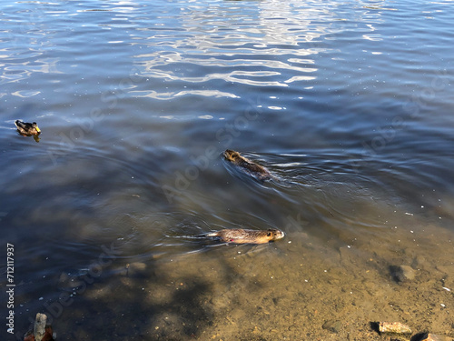 Two nutria swimming in the river