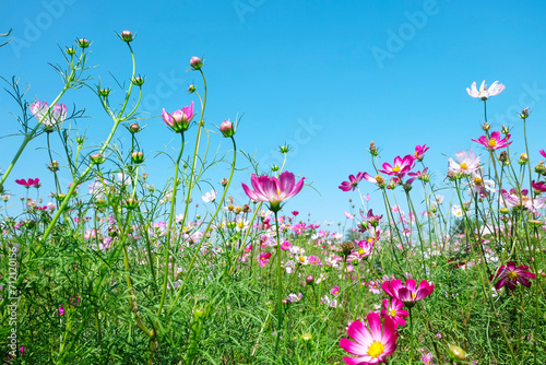 The beauty of the flowers.