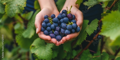person picking grapes