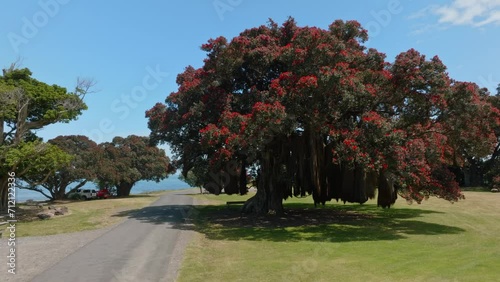 Aerial: Pohutukawa tree with hanging root branches. Waiomu, Coromandel Peninsula, New Zealand. photo