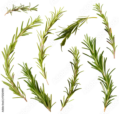 rosemary leaf  herb for steak  food  nature green  PNG file isolated background.