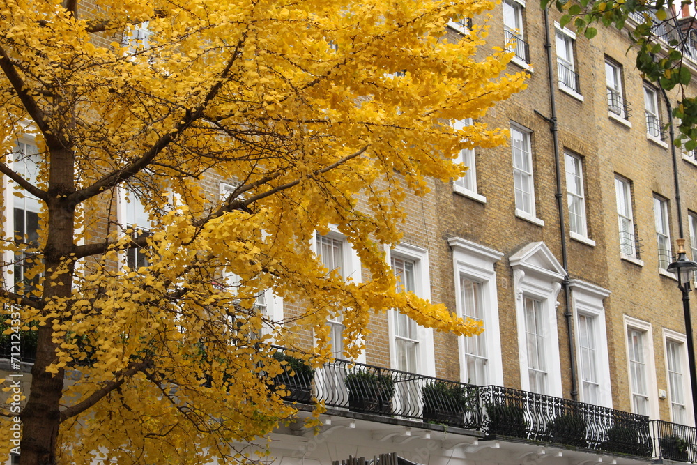 Autumnal Ginkgo biloba with fully yellow leaves in fall seen on a London High Street in Marylebone, London, England in autumn travel concept. 	