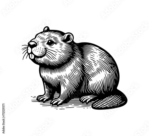 Beaver hand drawn illustration vector graphic asset