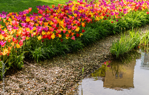 Colorful flowerbed with bright yellow, red and purple tulips blooming in spring (Tulipa viridiflora) photo