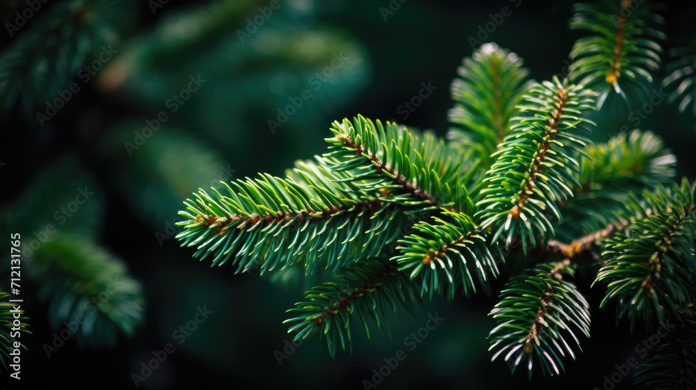  green pine tree brunch , fern leaves on dark background
