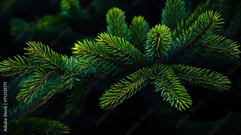  green pine tree brunch , fern leaves on dark background