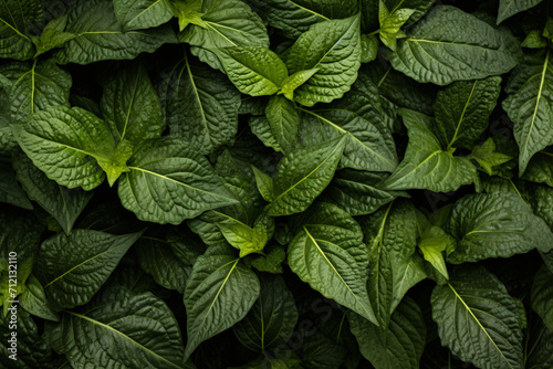 foliage texture background pattern © Daniel