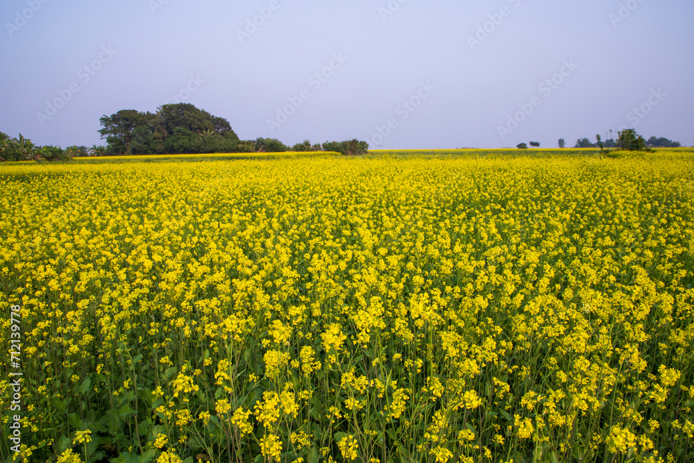 Fototapeta premium Beautiful Floral Landscape View of Rapeseed in a field with blue sky in the countryside of Bangladesh