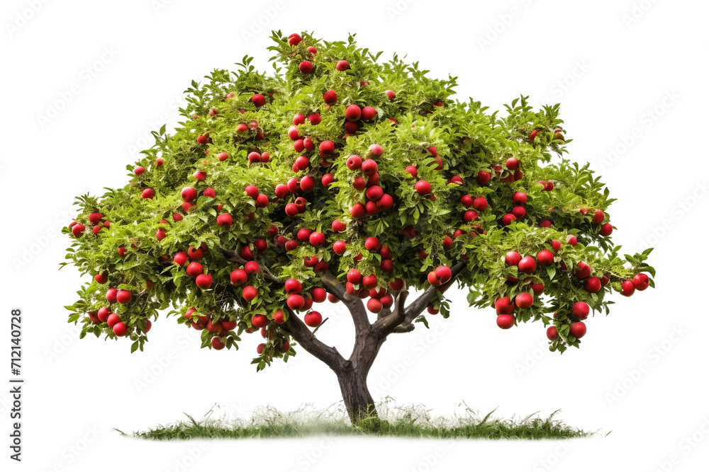 Apple Tree Isolated on Transparent Background
