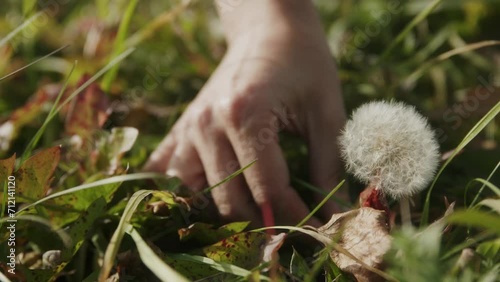 Close-up: a young girl's hand plucks a fluffy airy dandelion, swaying in the wind in a summer meadow, in the setting sun. A faded dandelion in the girl's hand. Slow motion, 4K
