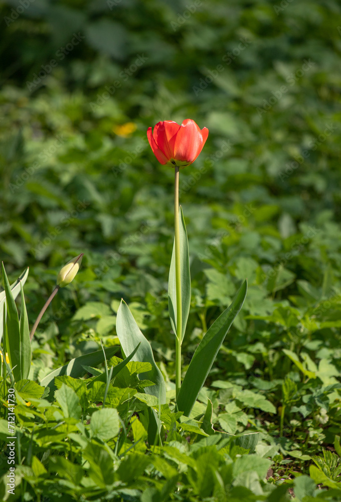 Flowers tulips in green grass, spring nature. Flowers tulips in green grass, spring nature.