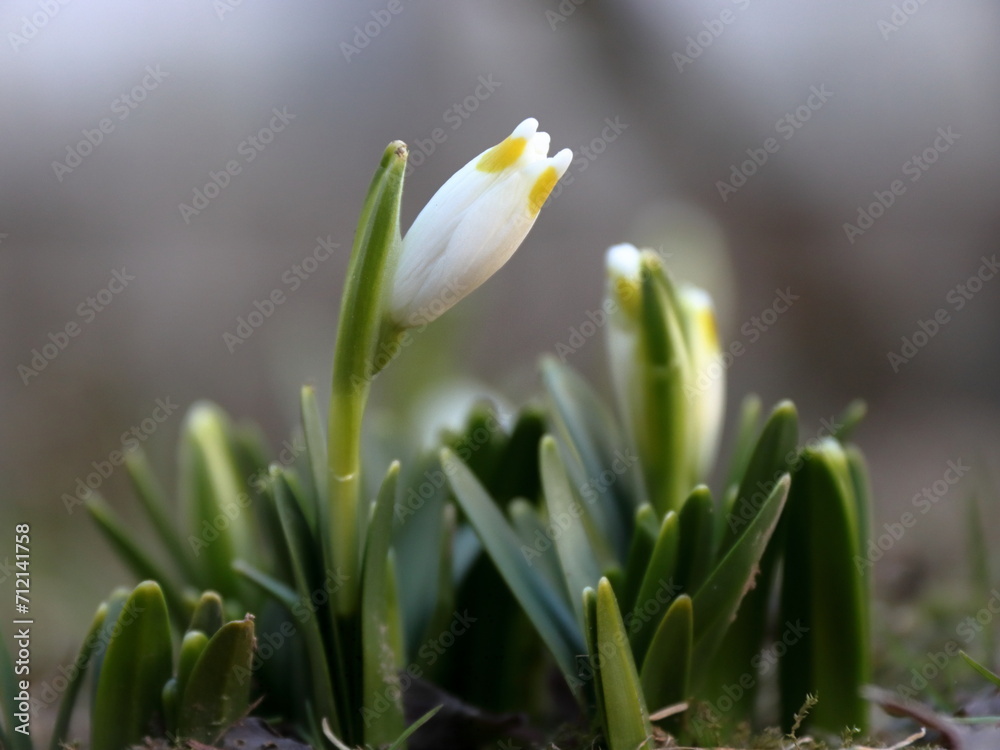 Naklejka premium spring crocus flowers