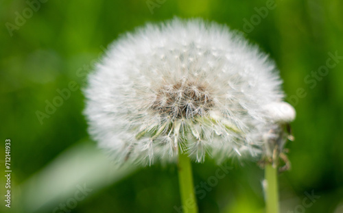 Fluffy dandelion in green grass.