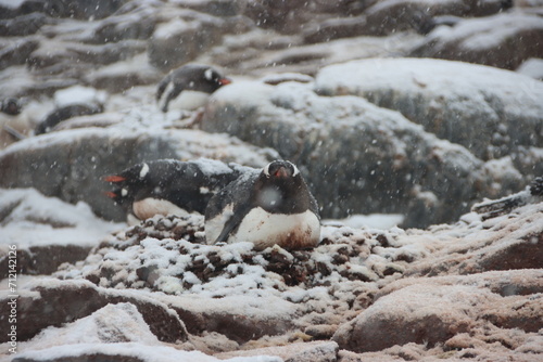 Gentoo Penguin (Pygoscelis papua), Jougla Point, Antarctica.