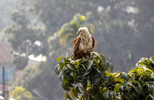 Brahminy Kite (Red-backed Sea Eagle) is sitting on the branch of the tree and waiting for prey. This bird is also known as the haliastur indus, red-backed kite, chestnut-white kite, and rufous eagle. 