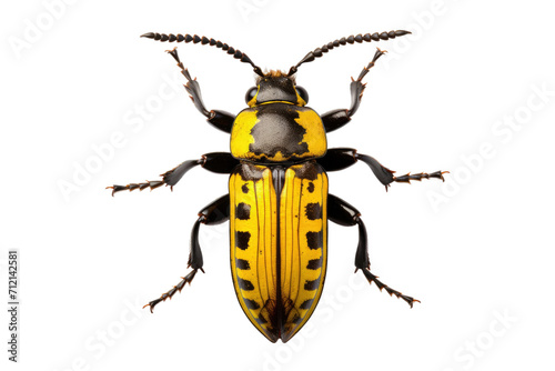 Borer Beetle Isolated on Transparent Background © MSS Studio