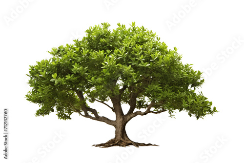 Bay Tree Isolated on Transparent Background