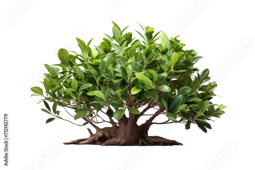 Bay Tree Isolated on Transparent Background