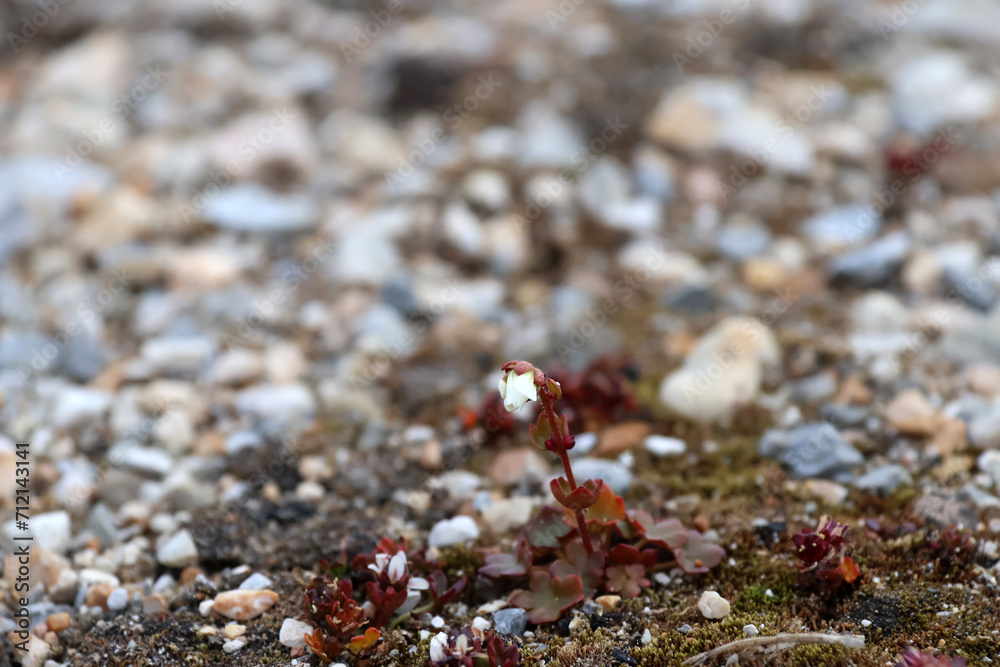 minuscule fleur au milieu de cailloux et de mousse