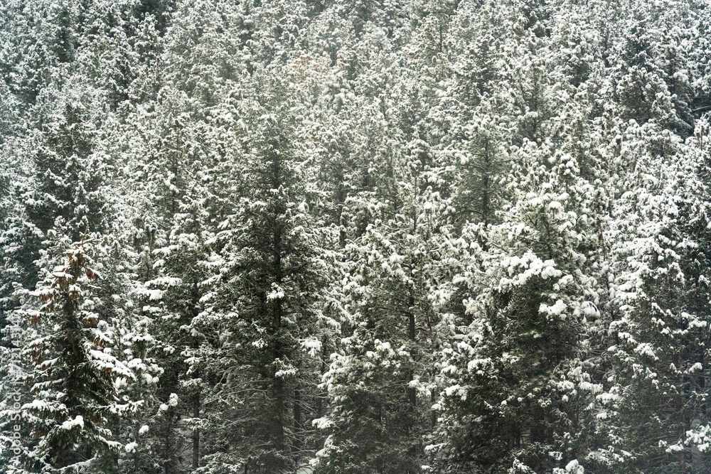 Evergreen conifer forest with trees covered in new fallen snow in winter Colorado Mountains Evergreen conifer forest with trees covered in new fallen snow in winter Colorado Mountains