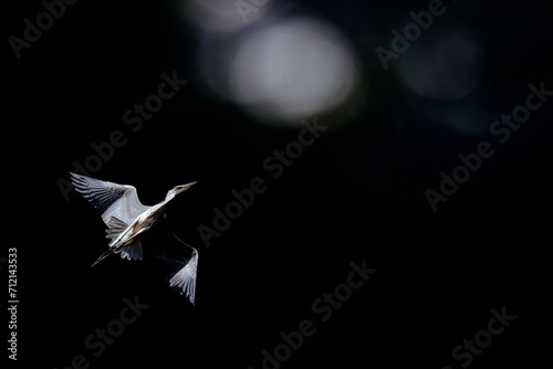 A heron flying in the moonlight. Dark nature background. 