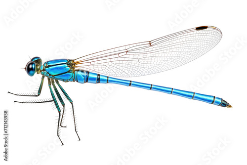 Blue Damselfly Isolated on Transparent Background