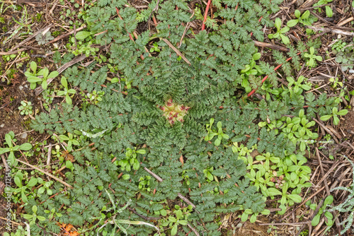 Erodium cicutarium plant flower leaves petals vision detail