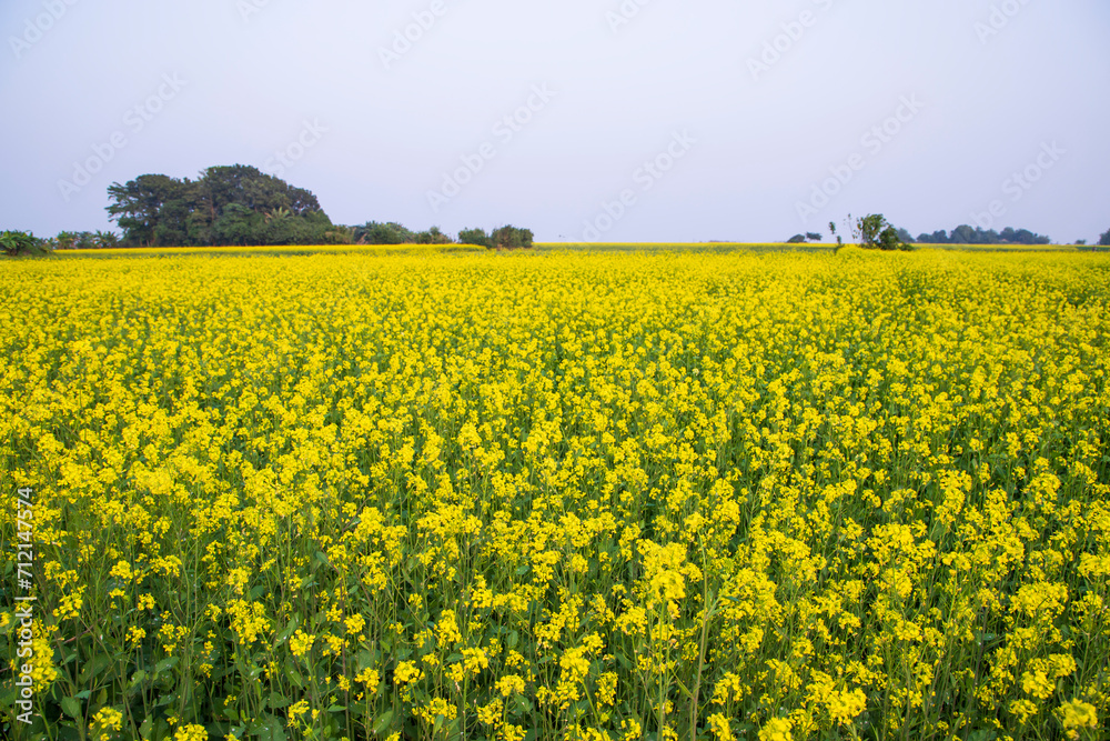 Beautiful Floral Landscape View of Rapeseed in a field with blue sky in the countryside of Bangladesh Beautiful Floral Landscape View of Rapeseed in a field with blue sky in the countryside of Bangladesh