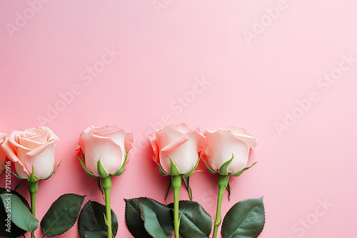 pink roses on pink background, valentines day