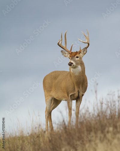 Majestic Whitetail Deer buck stands atop a ridge with an overcast sky behind him
