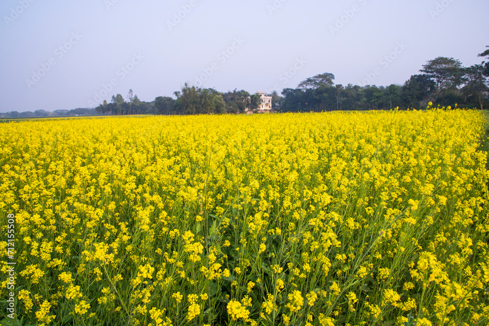 Beautiful Floral Landscape View of Rapeseed  in a field with blue sky in the countryside of Bangladesh