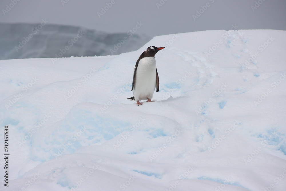 Naklejka premium Gentoo Penguin (Pygoscelis papua) on an iceberg in Borgen Bay, Antarctica.
