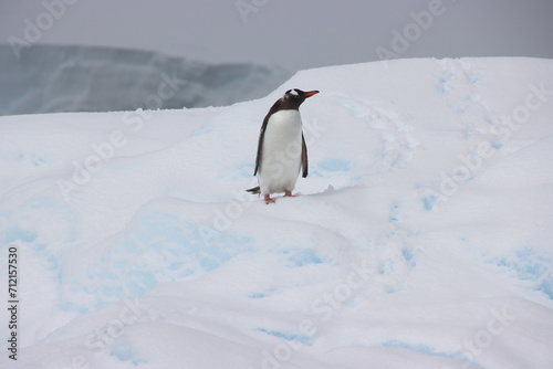 Gentoo Penguin  Pygoscelis papua  on an iceberg in Borgen Bay  Antarctica.