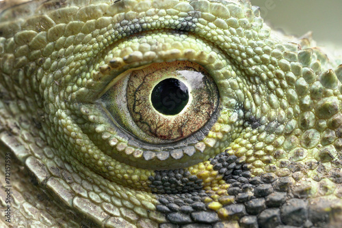 Lizard eyes