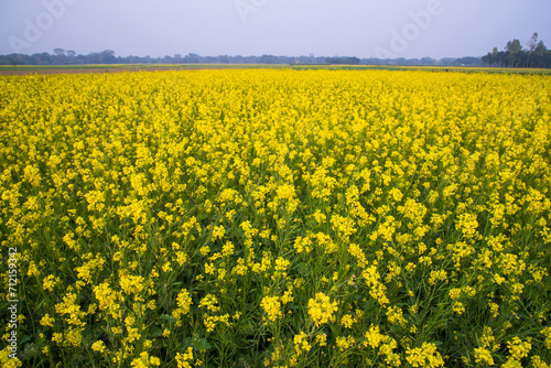 Beautiful Floral Landscape View of Rapeseed  in a field with blue sky in the countryside of Bangladesh © Artyponds