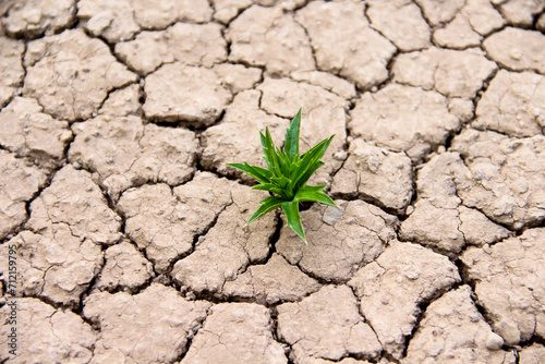 Single green plant growing in cracked dry earth top view arid background