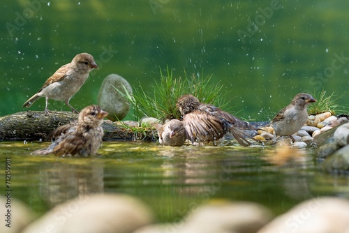 Five young sparrows bathe in a bird's water hole. They spray water. Czechia. photo