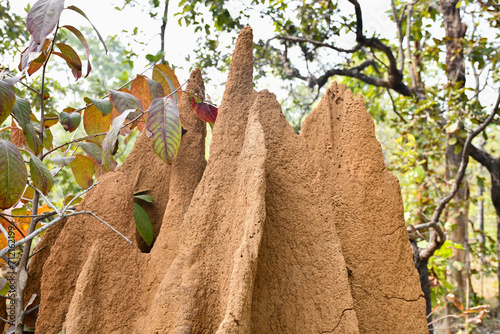 termite mounds: Mound-building termites are a group of termite species that live in mounds. photo