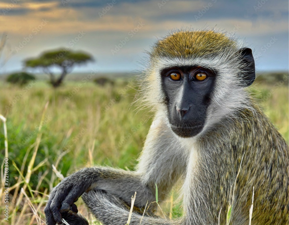 Les yeux dans les yeux avec un singe Les yeux dans les yeux avec un singe