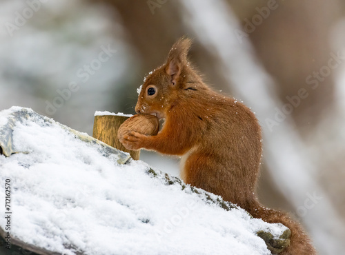 Hungry little scottish red squirrel with a nut in the snow in winter