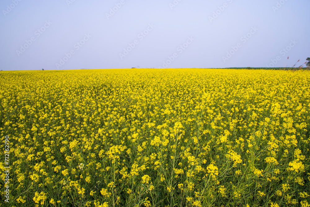Beautiful Floral Landscape View of Rapeseed in a field with blue sky in the countryside of Bangladesh Beautiful Floral Landscape View of Rapeseed in a field with blue sky in the countryside of Bangladesh