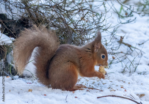 Hungry little scottish red squirrel with a nut in the snow in winter © Sarah